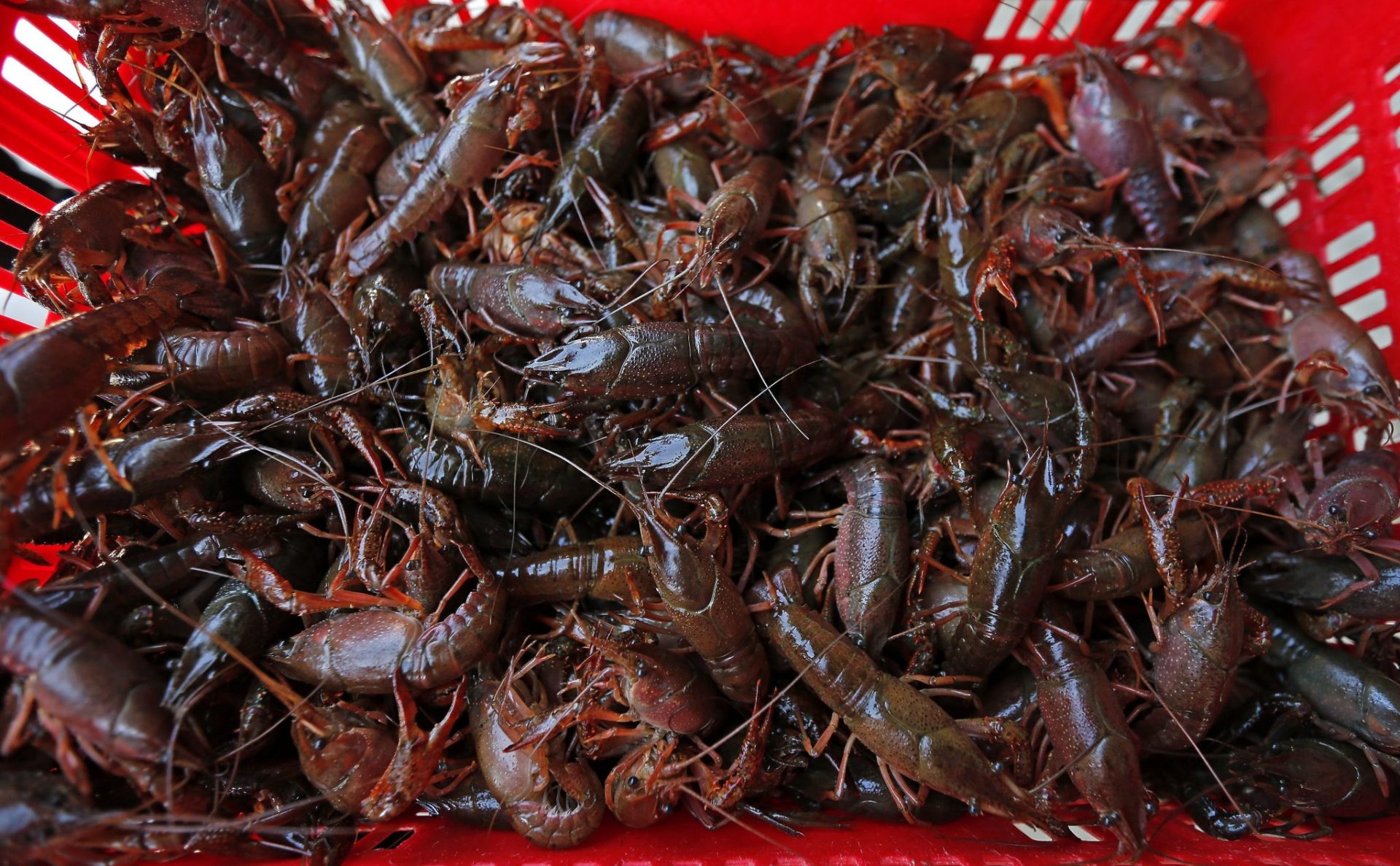 Andalucía pide protección para el sector del cangrejo rojo.