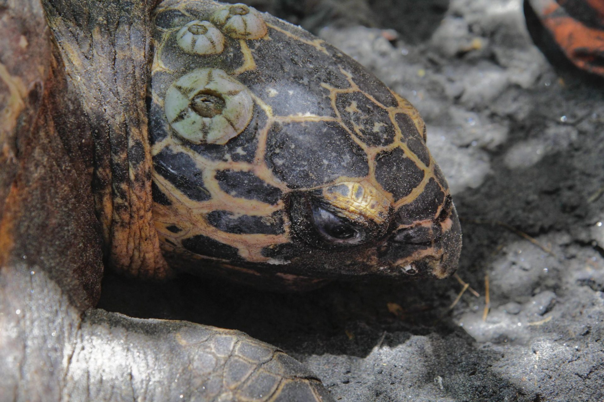 TORTUGAS JIQUILISCO (EL SALVADOR. Foto de archivo de una tortuga carey en la playa Jiquilisco (El Salvador). El Salvador y Nicaragua albergan dos de los últimos refugios y la mayoría de las 500 tortugas carey, una especie en "peligro crítico de extinción", varios sectores de ambos países trabajan en programas y estrategias de conservación de este reptil. EFE/STR