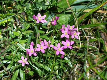 Centaurium somedanun especie endémica de la Cordillera cantábrica, presente en Somiedo y Babia. Foto de FAPAS