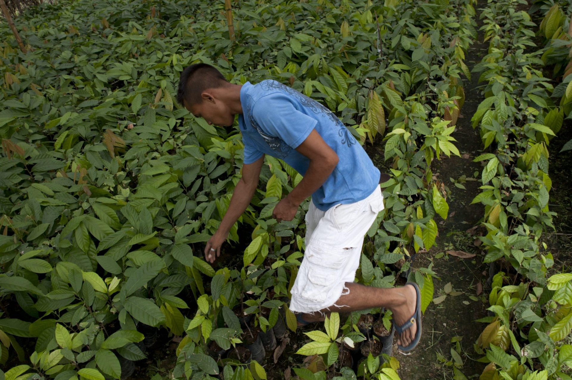 Centroamérica forma en biocultivos para afrotar el cambio climático.