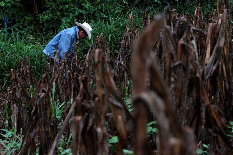 Un campesino camina en una plantación seca de maíz. El Niño, potenciado por el cambio climático, ha provocado que el Corredor Seco de Centroamérica cadena 30 años de sequía. 