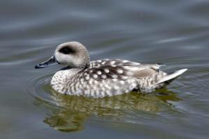 Un ejemplar de cerceta pardilla