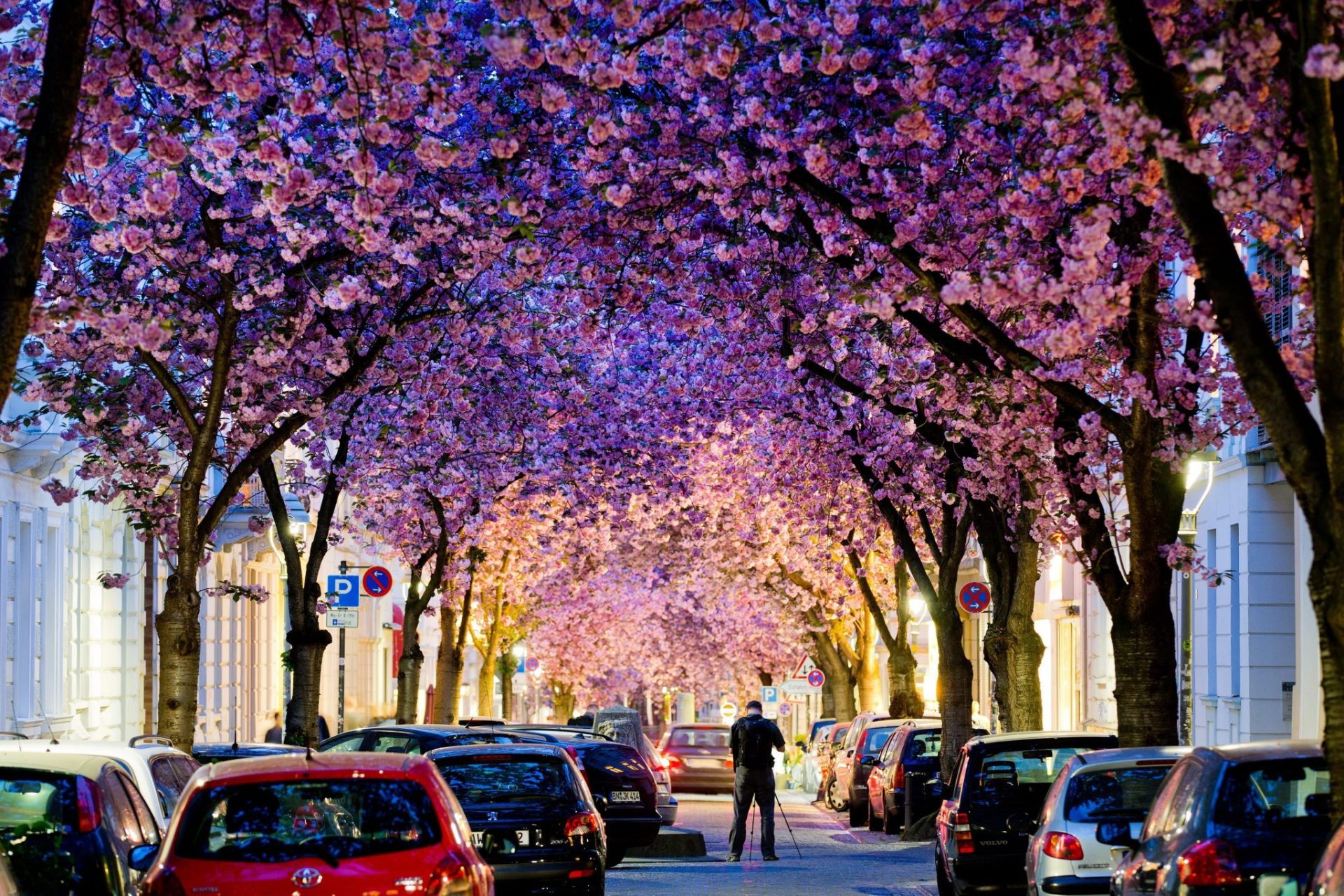 Un hombre fotografía los cerezos en flor en Bonn (Alemania).