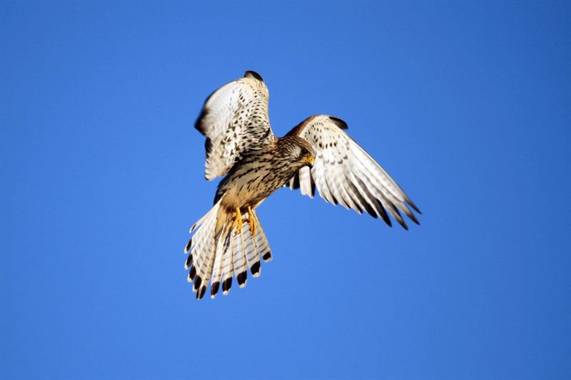 El primillar es una torre de tres pisos con 80 cajas nido para que las parejas puedan criar a sus pollos.
