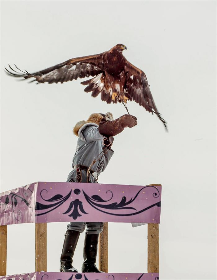 La cetrería, arte de criar, cuidar y adiestrar águilas, halcones y demás aves que sirvan para la caza es una tradición nacional en Kazajistán.  