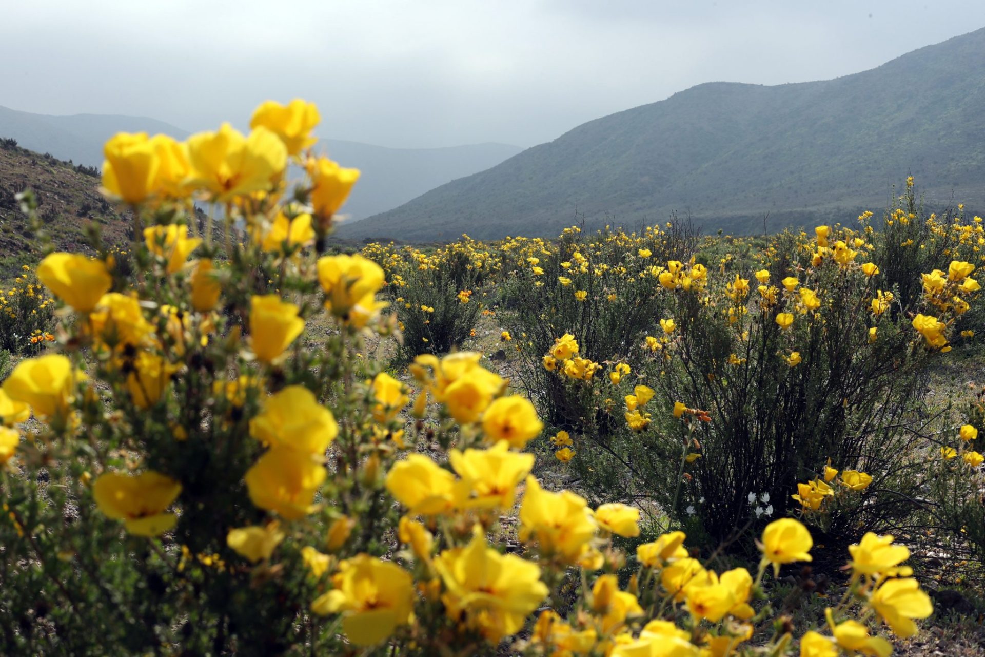 La floración se ha vuelto recurrente por El Niño. Nacen más de 200 especies de flores  endémicas.