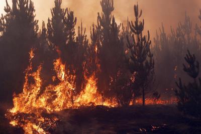 Hace dos semanas, gigantescos incendios en el centro y sur del país quemaron más de 500.000 hectáreas.