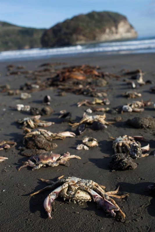 Cangrejos muertos en la orilla de la isla de Chiloé, donde la marea roja impide faenar a los pescadores.
