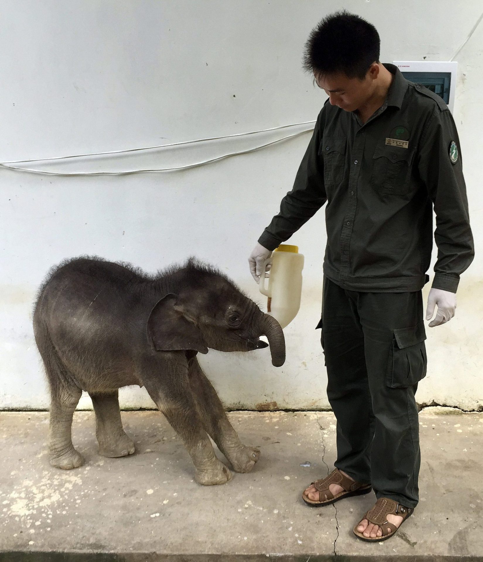 Dando de beber a una cría de elefante en la reserva Mengyang.