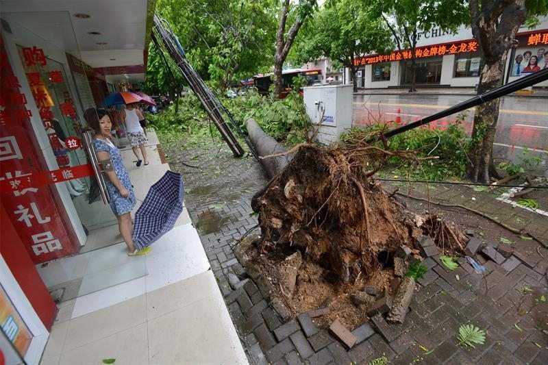 Un árbol arrancado por la fuerza del viento del tifón Rammasun en China.