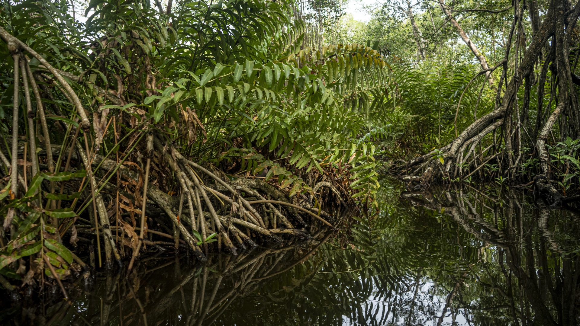 Proyecto de Carbono Azul en el manglar de Cispatá, Colombia. ©Daniel Uribe