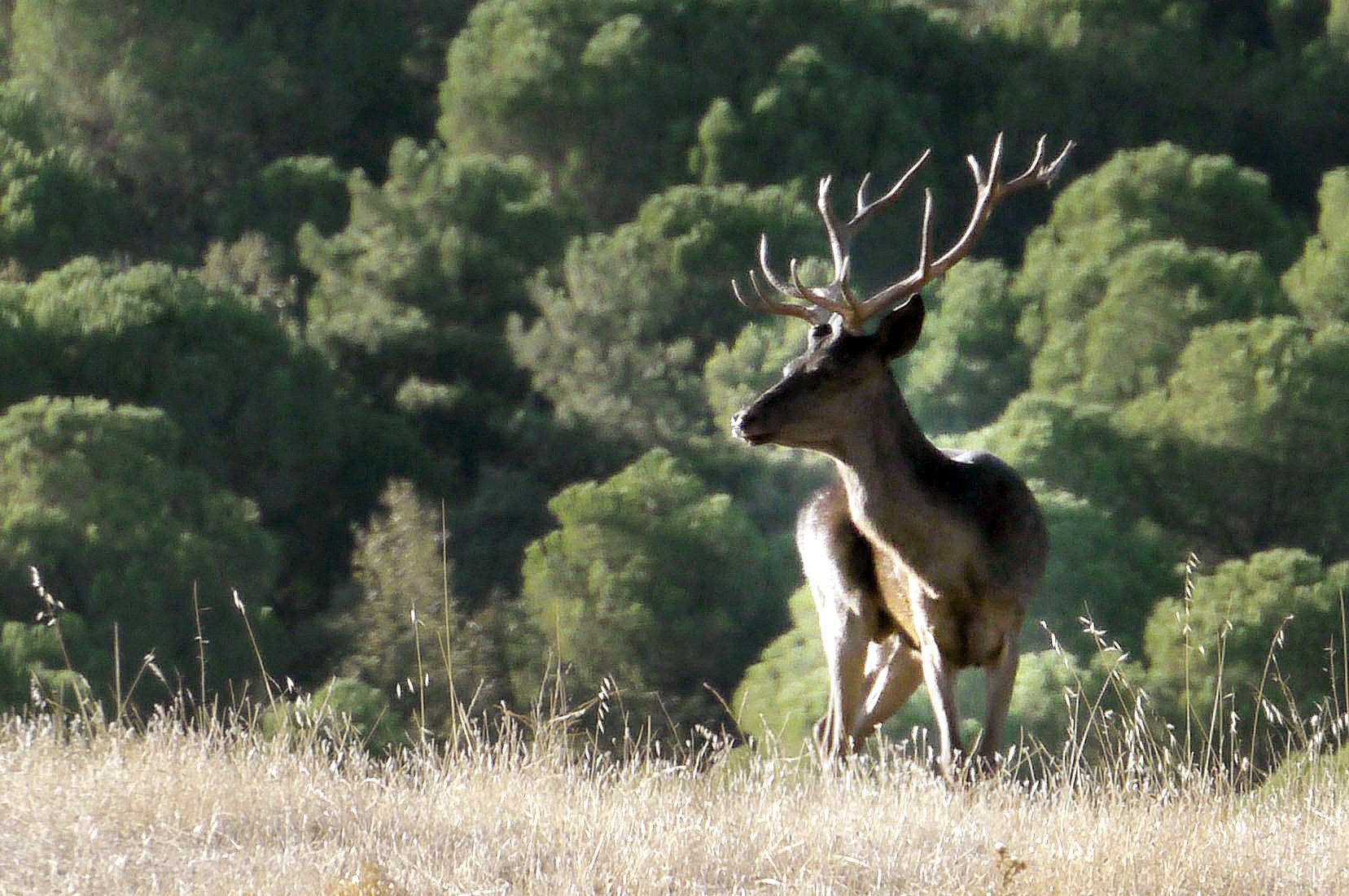 Un ciervo en las proximidades de Aldeaquemada (Jaén).