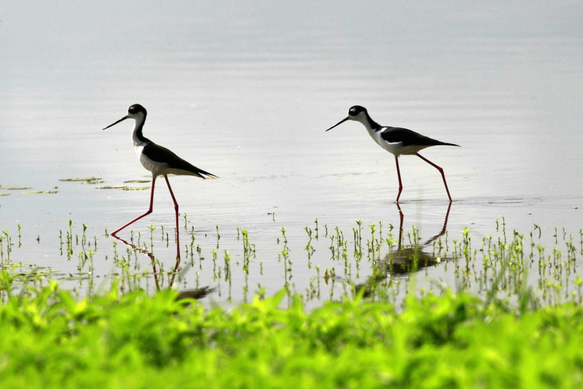 Dos cigüeñas cuellinegras n el Refugio de Vida Silvestre Caño Negro.