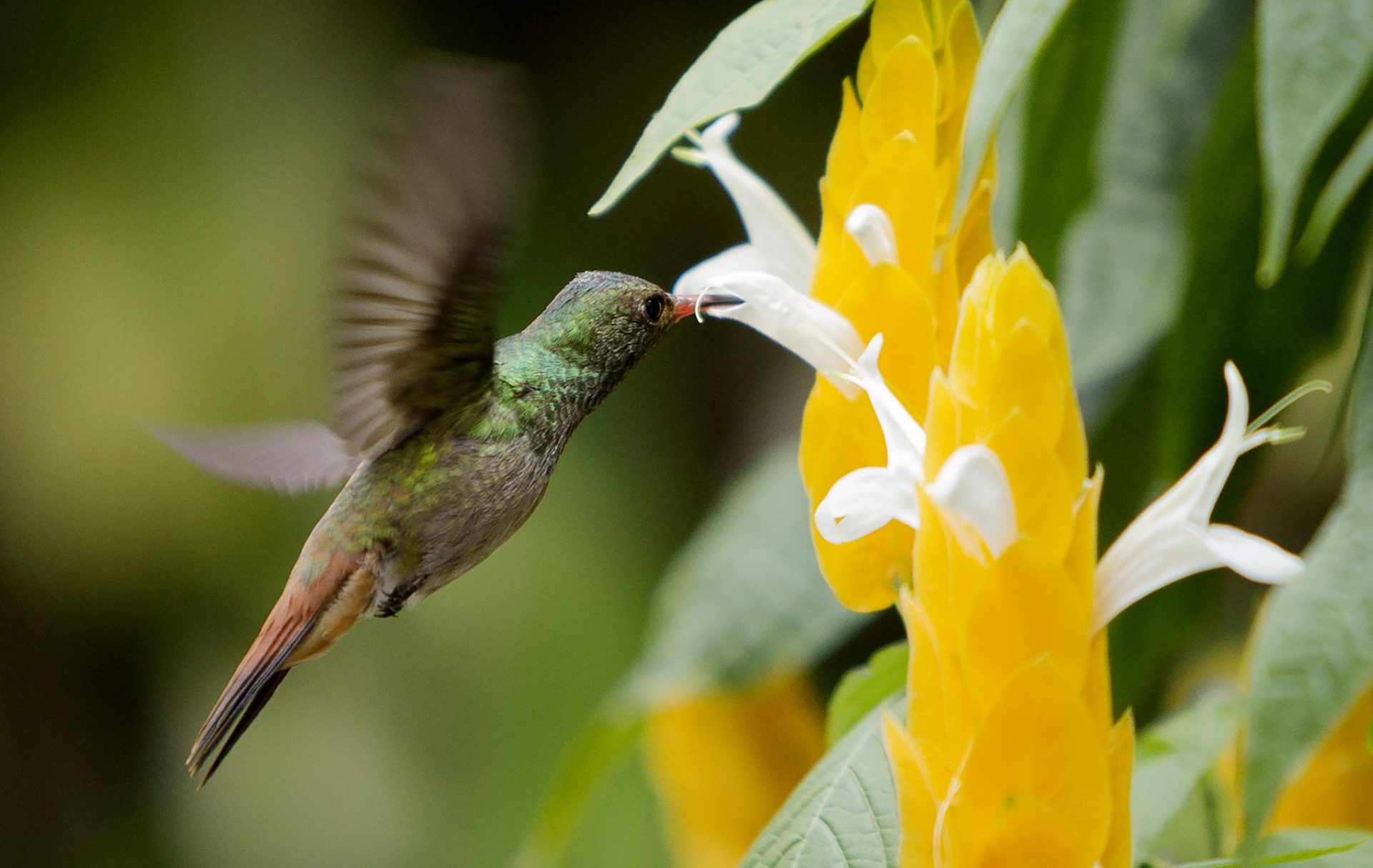 Avistamiento de aves y paisajes cafeteros, ocio verde en Colombia.