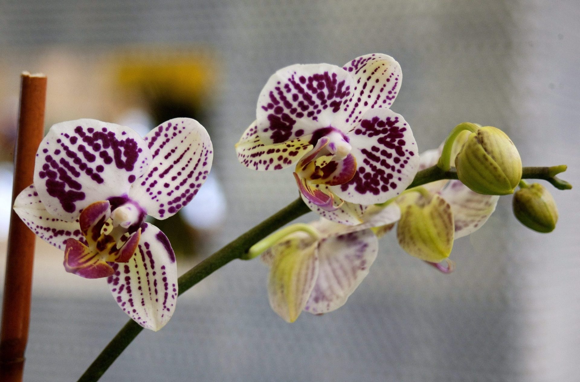 Colombia, el país con mayor variedad de orquídeas del mundo