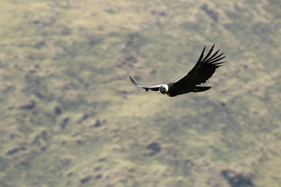 Un cóndor sobrevuela el Parque Nacional Madidi de Bolivia.  