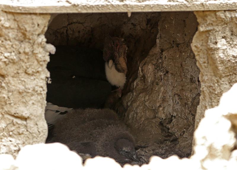 El cóndor macho observa desde el interior del habitáculo donde cuida a Illimani, que permanecerá bajo tutela paternal 3 años. 