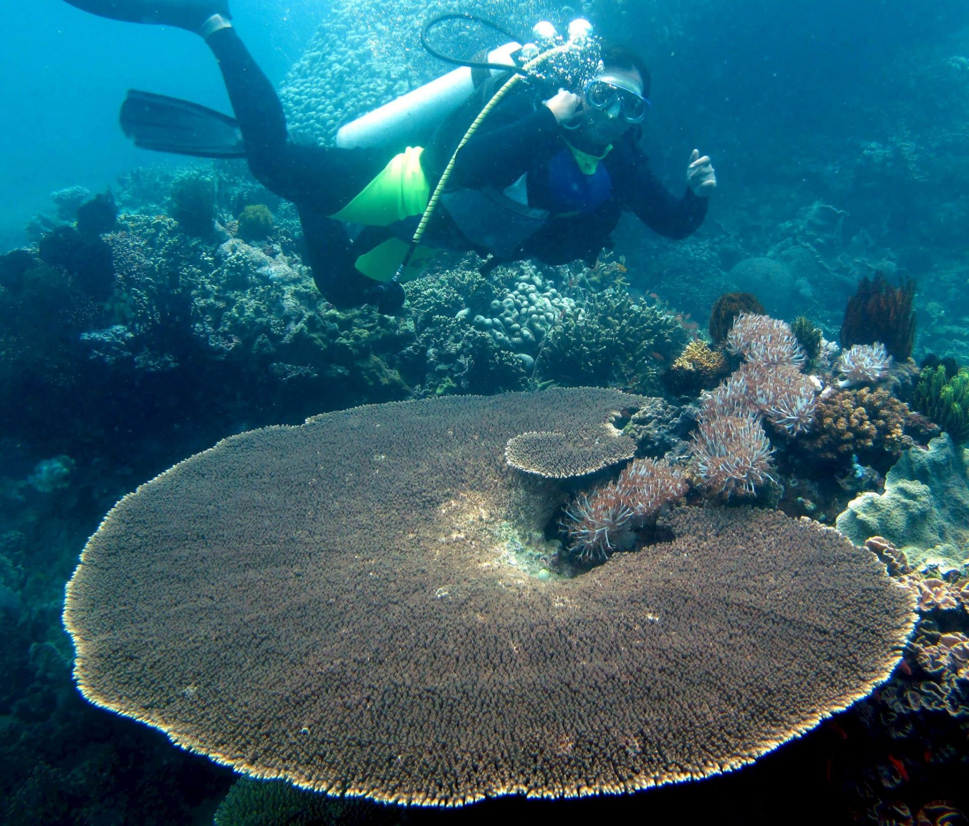 Corales en el mar de Filipinas.