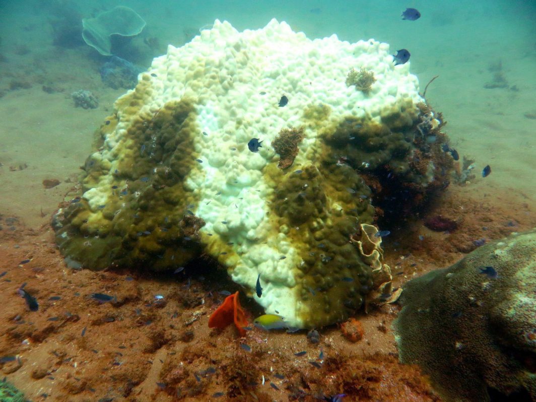 El calor del mar eleva la amenaza de blanqueo de los corales en la Gran Barrera australiana.