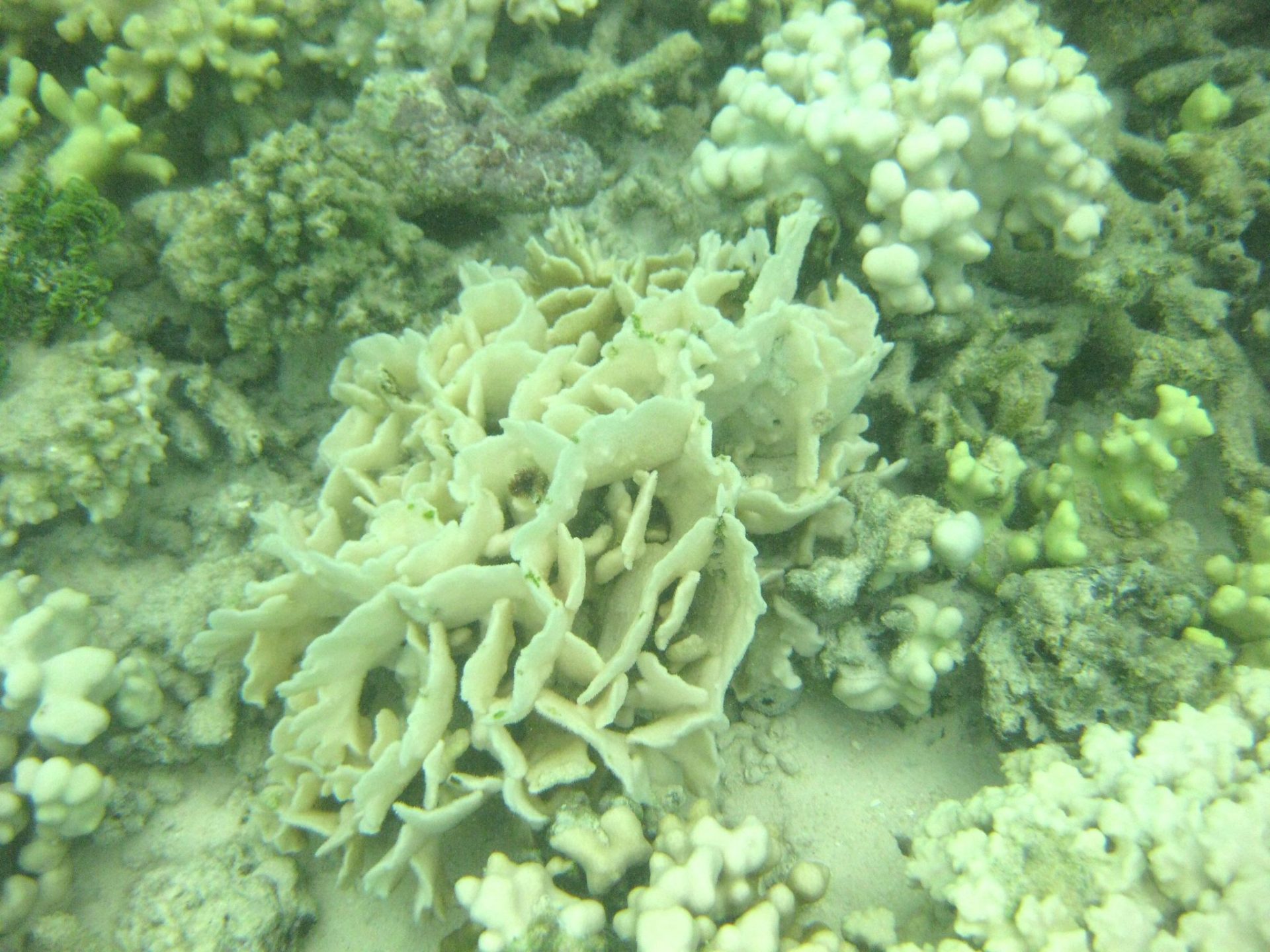 NOAA afirma que terminó el periodo crítico para los corales.