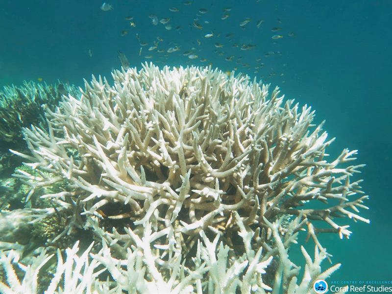 El aumento de un grado de la temperatura afecta al coral desde hace 20 años. 
