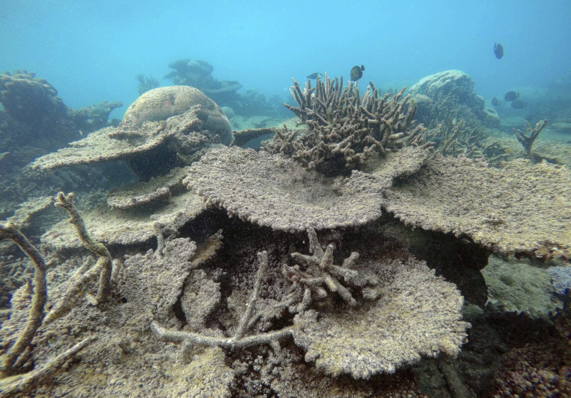 El 67 % de los corales de la Gran Barrera de Australia ha muerto en los últimos meses.