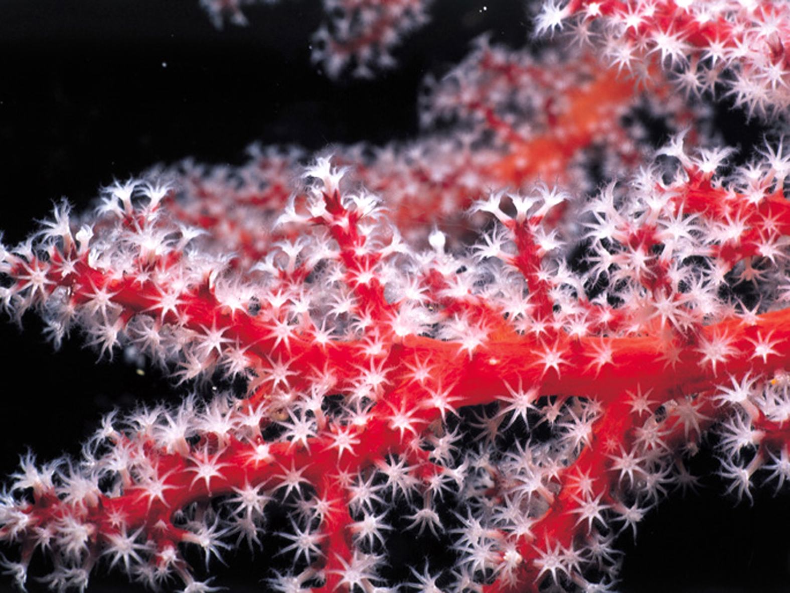 un coral rojo