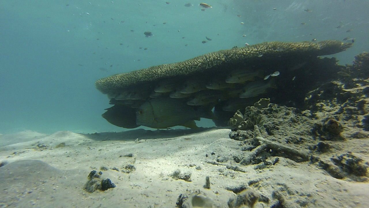 corales acroporas, los principales constructores de arrecifes del planeta.