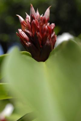 El 18 por ciento de la flora de la isla caribeña está en "peligro crítico" y veinticinco especies ya han sido declaradas "extintas". 