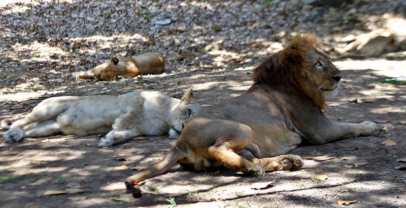 "Baby boom" de leones en zoo de Cuba obliga a aplicar planificación familiar. EFE/Ernesto Mastrascusa