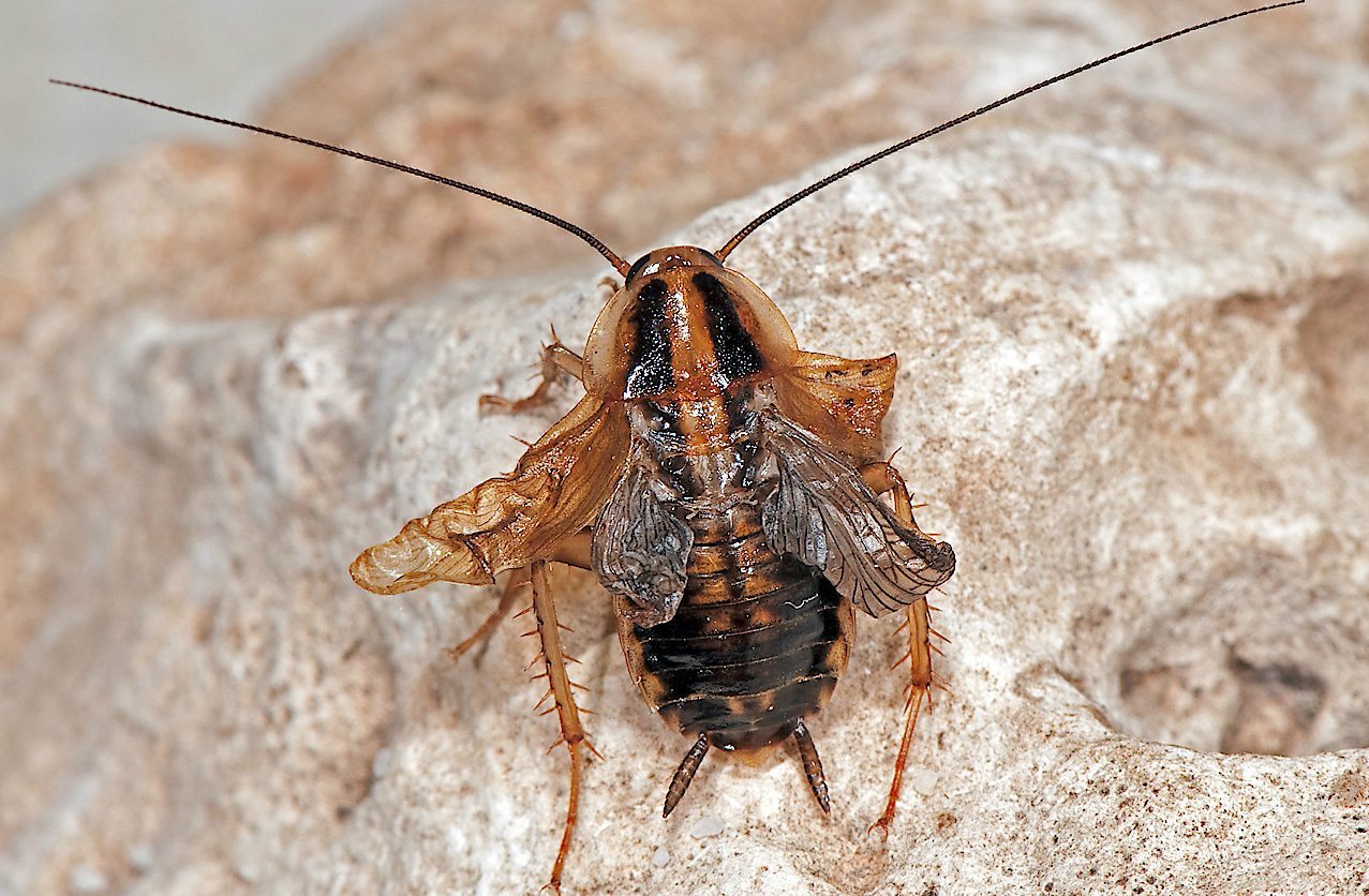 Cucaracha ‘Blattella germanica’ que ha mudado a una forma entre ninfa y adulto.