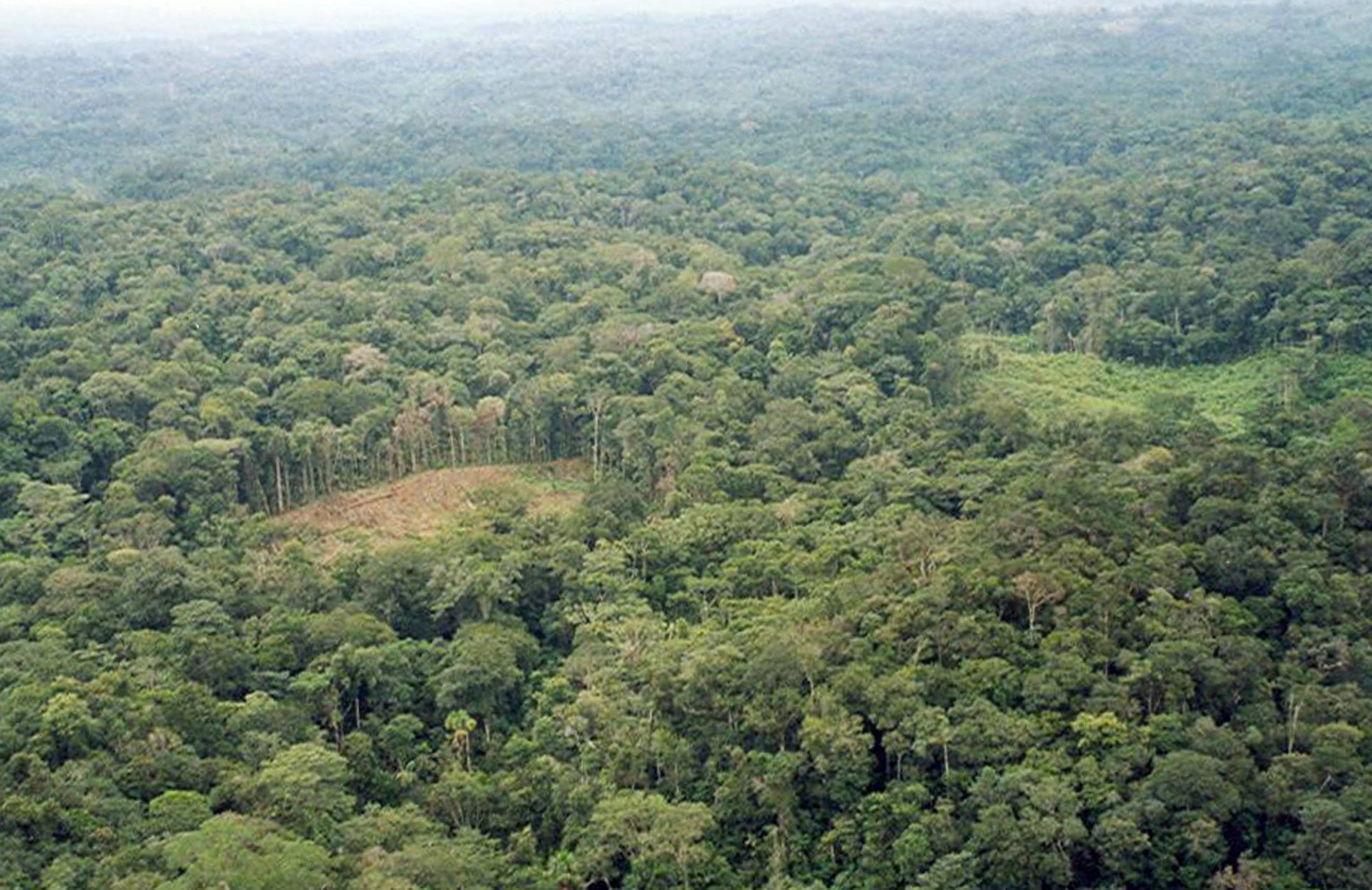 Áreas de selva deforestadas para el cultivo de coca.