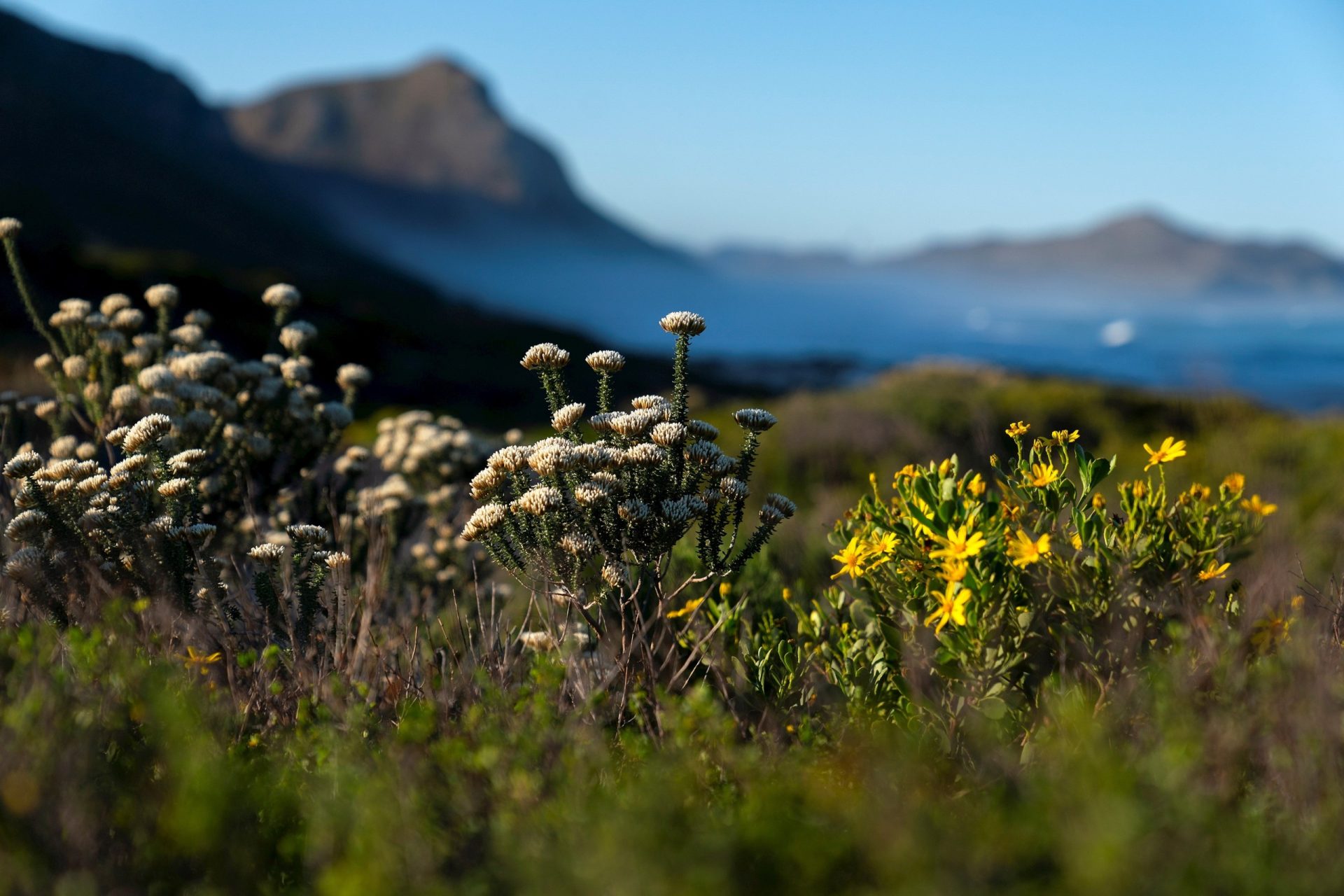 flores fynbos matorral de Sudáfrica