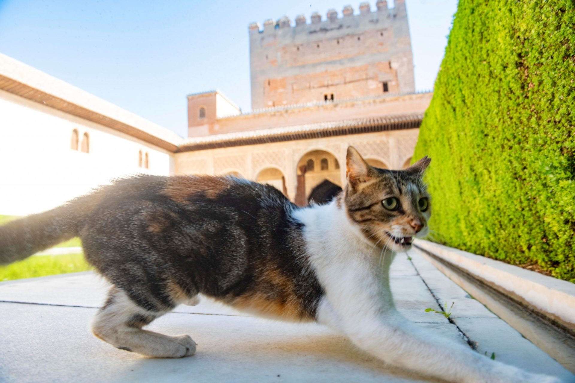 Gato Alhambra Granda