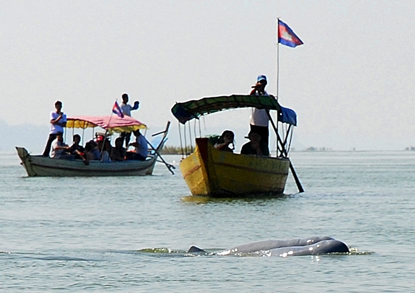delfín del Mekong