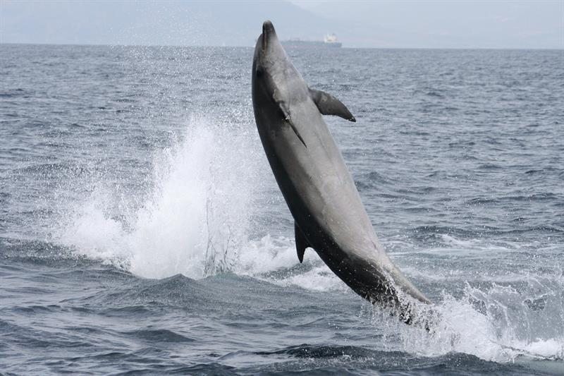 Salto de un delfín en aguas canarias