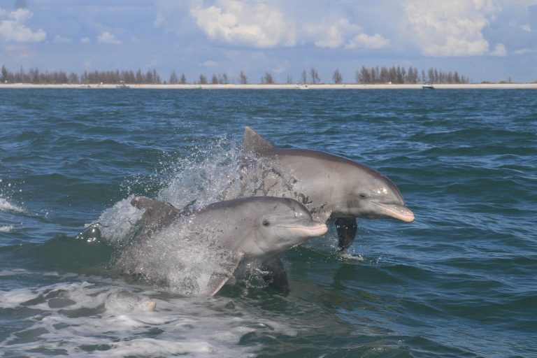 Los delfines de la costa de los Everglades tienen alta concentración de mercurio.