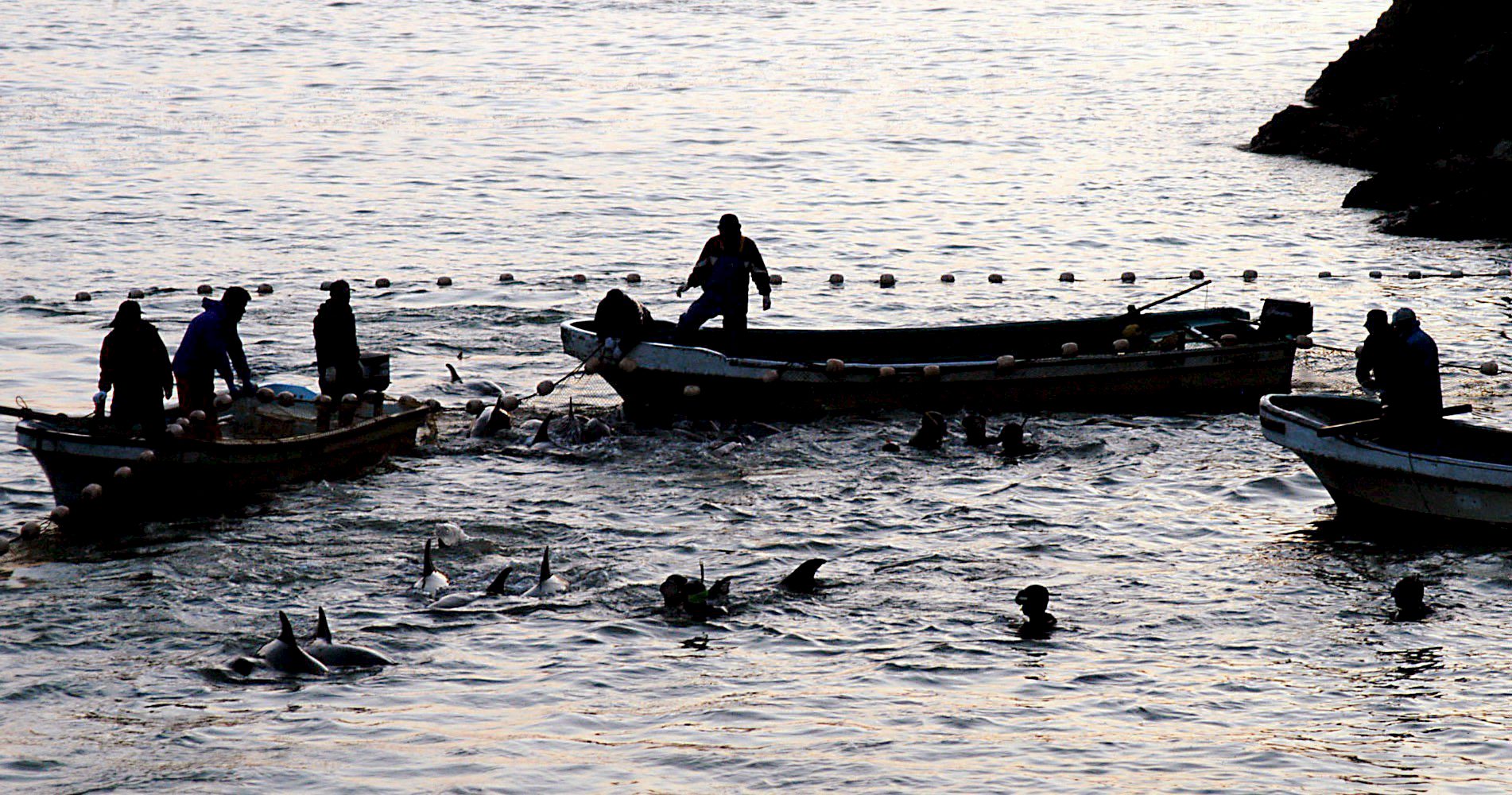 Pescadores de Taiji atrapan con sus redes a un grupo de delfines.