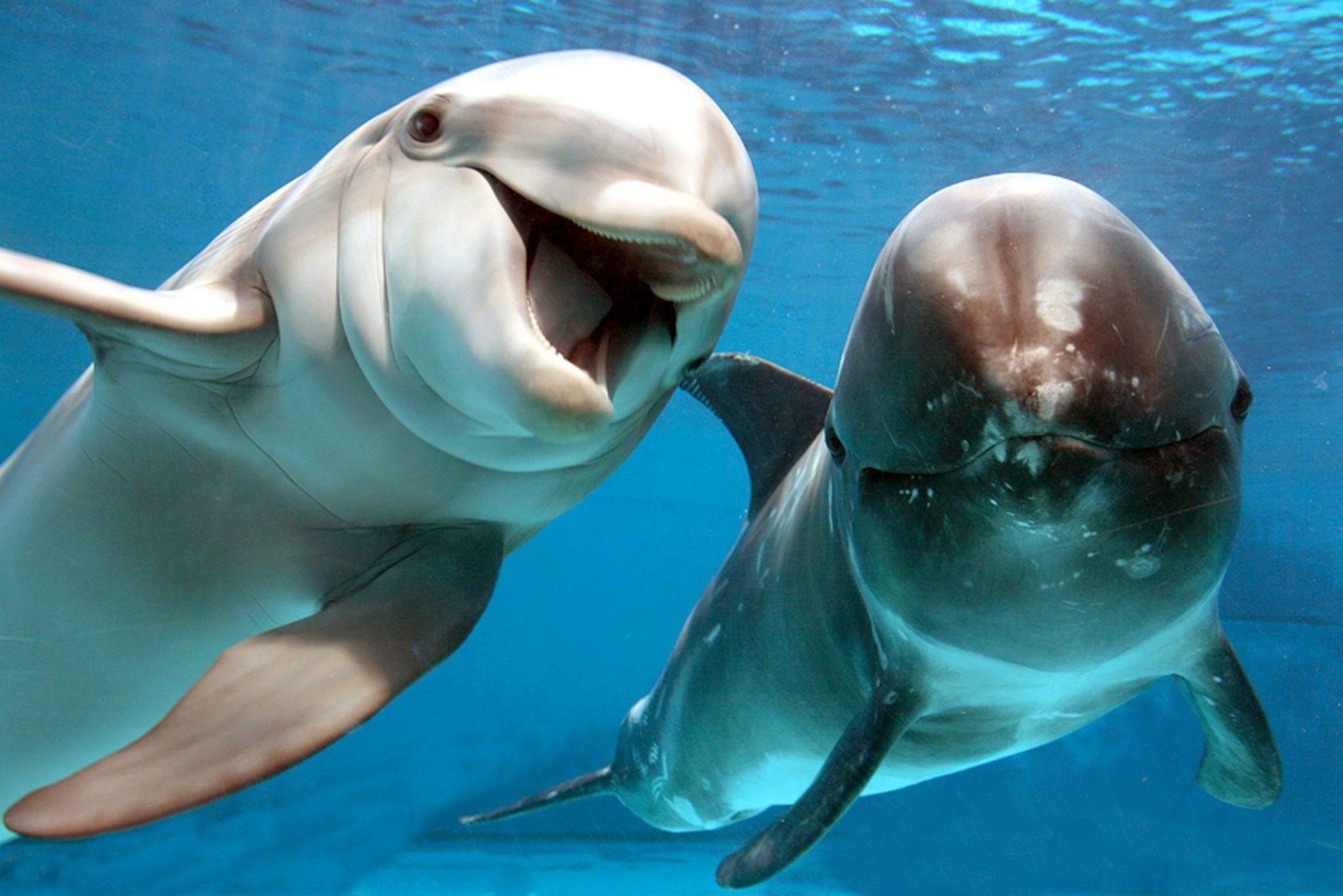 pareja de delfines