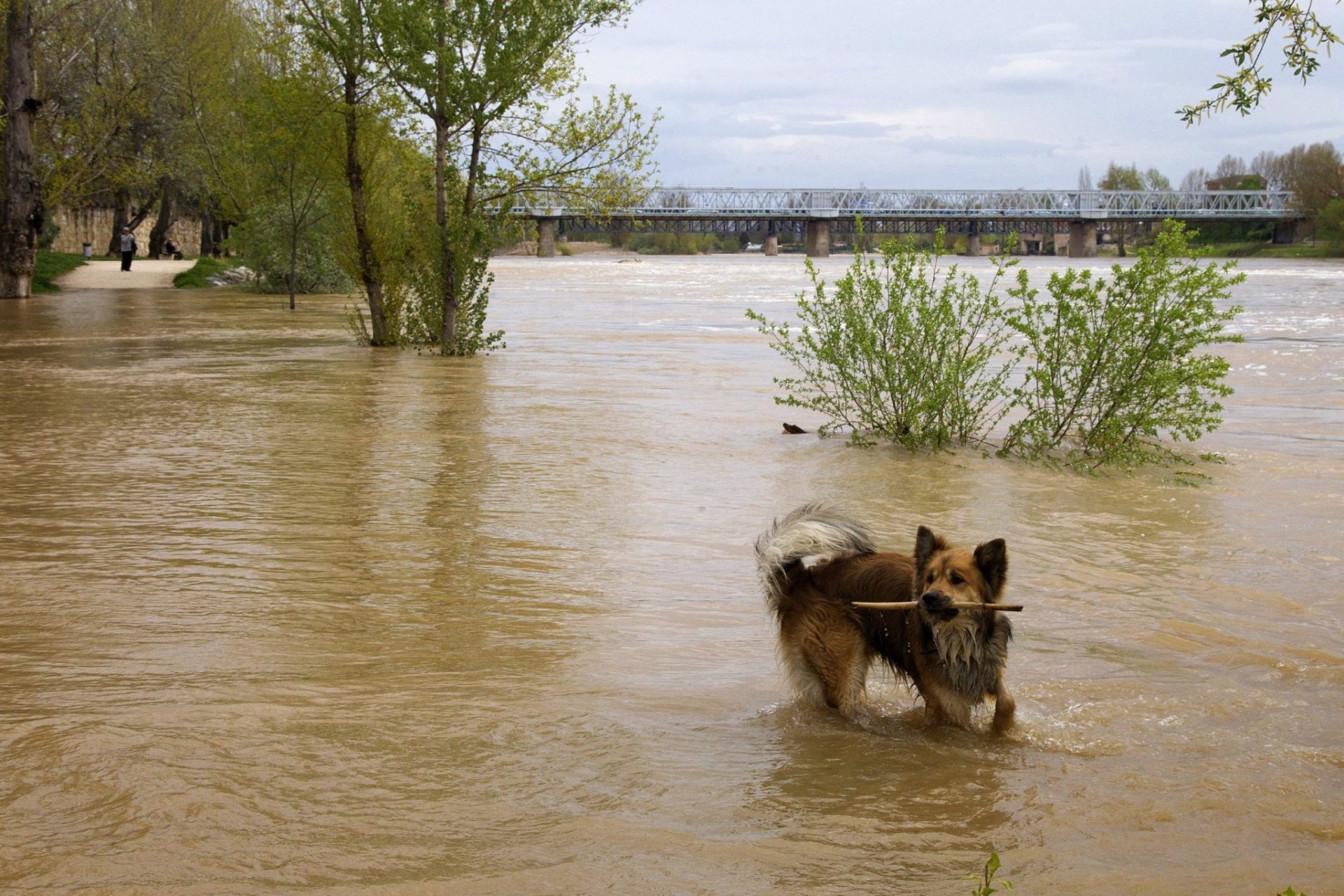 Perro en medio de un Duero inundado.