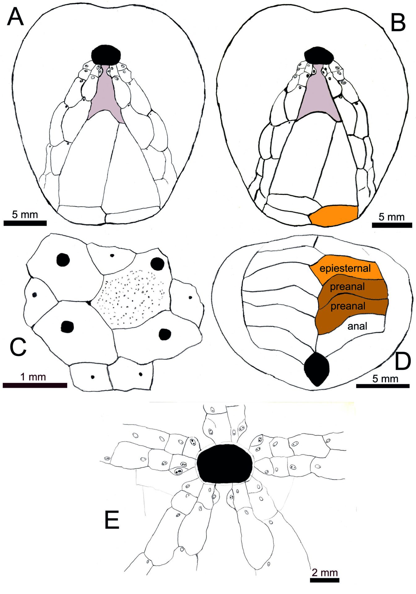 Identifican en Teruel una nueva especie de erizo de mar del Cretácico