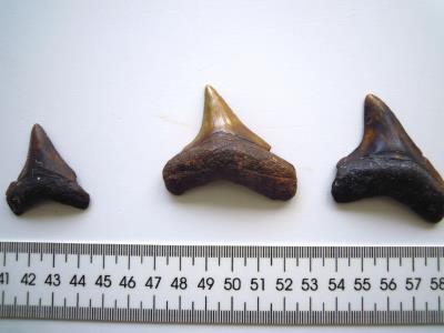 Dientes de megalodón, localizados en el yacimiento de la montaña submarina conocida como Banco de la Concepción, al norte de La Graciosa y a unos 1.000 metros de profundidad. EFE/IEO