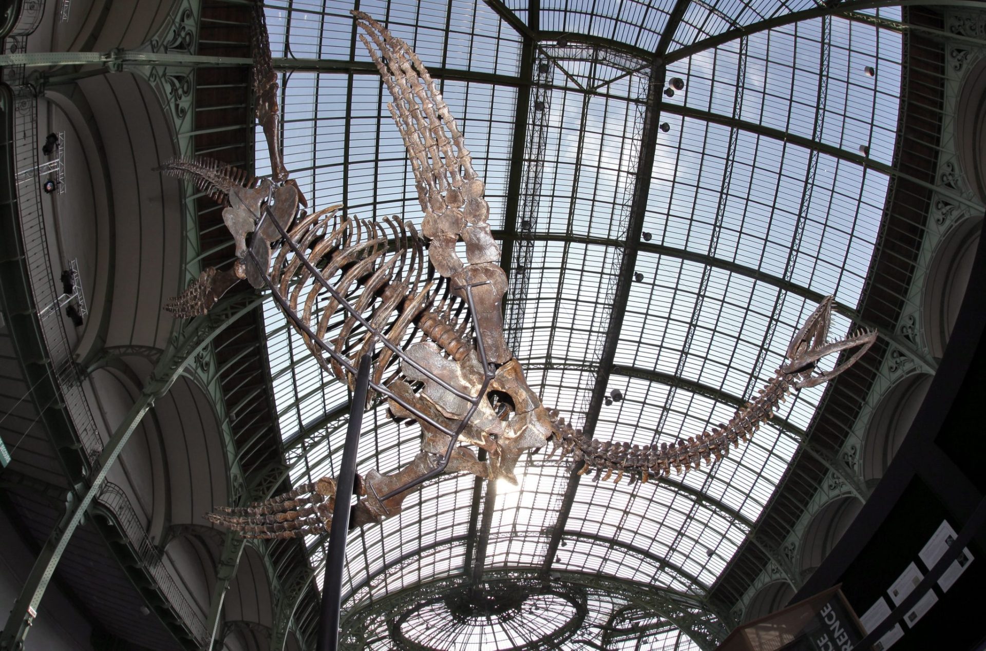 Esqueleto de un dinosaurio en una exposición.
