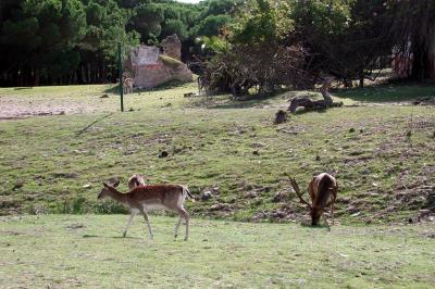 El Defensor adirma que no se ha hecho una evaluación conjunta del proyecto, integrado por las instalaciones de extracción de gas de los yacimientos ubicados del subsuelo marino, el transporte del gas extraído y el tratamiento de la planta en tierra. 