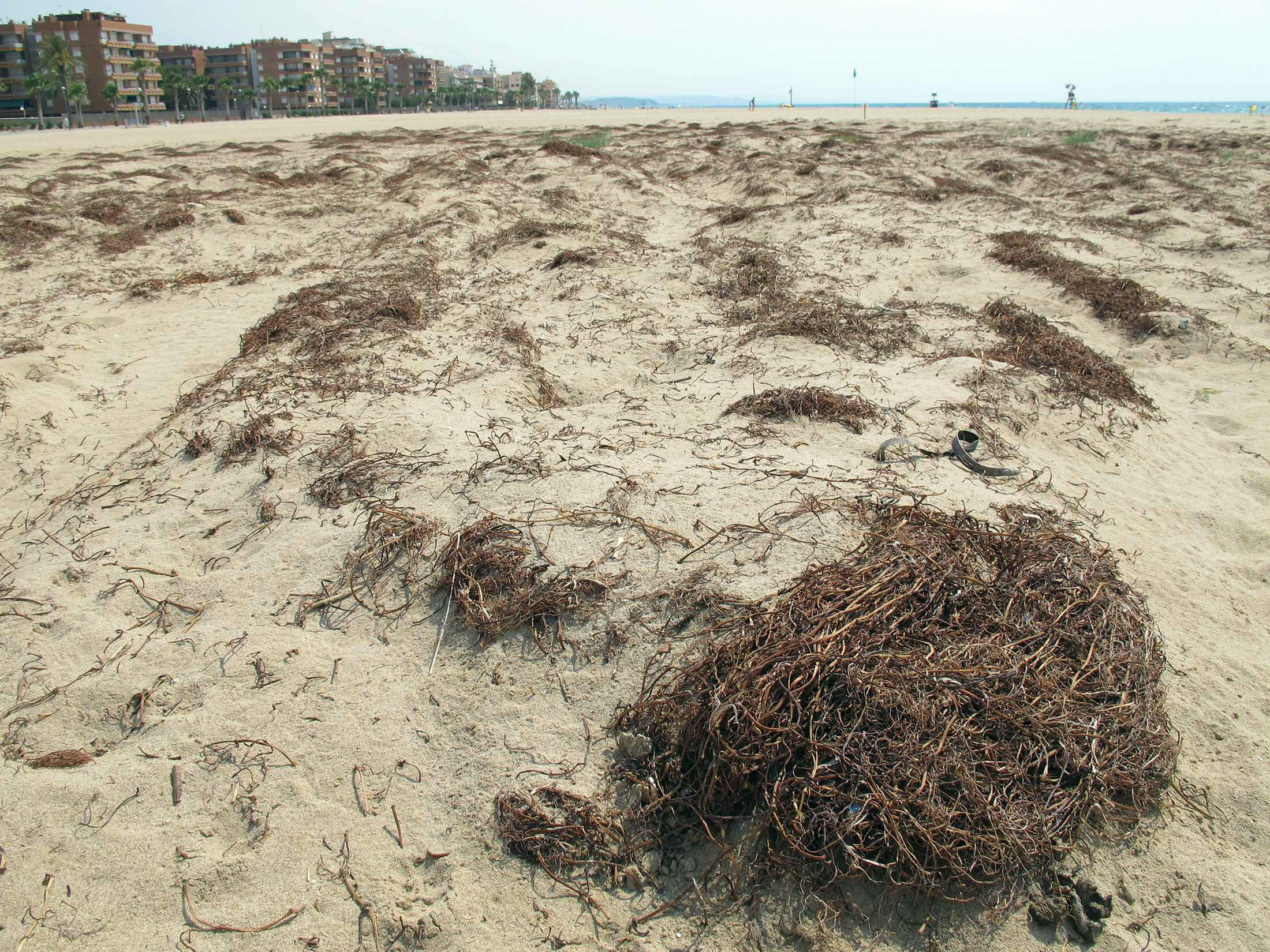 Imagen del campo experimental de dunas en una playa de Torredembarra.