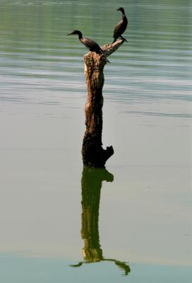 Fauna en el lago de Suchitlán, el más grande de El Salvador, creado en 1973 tras la realización de la presa del "Cerrón Grande". 