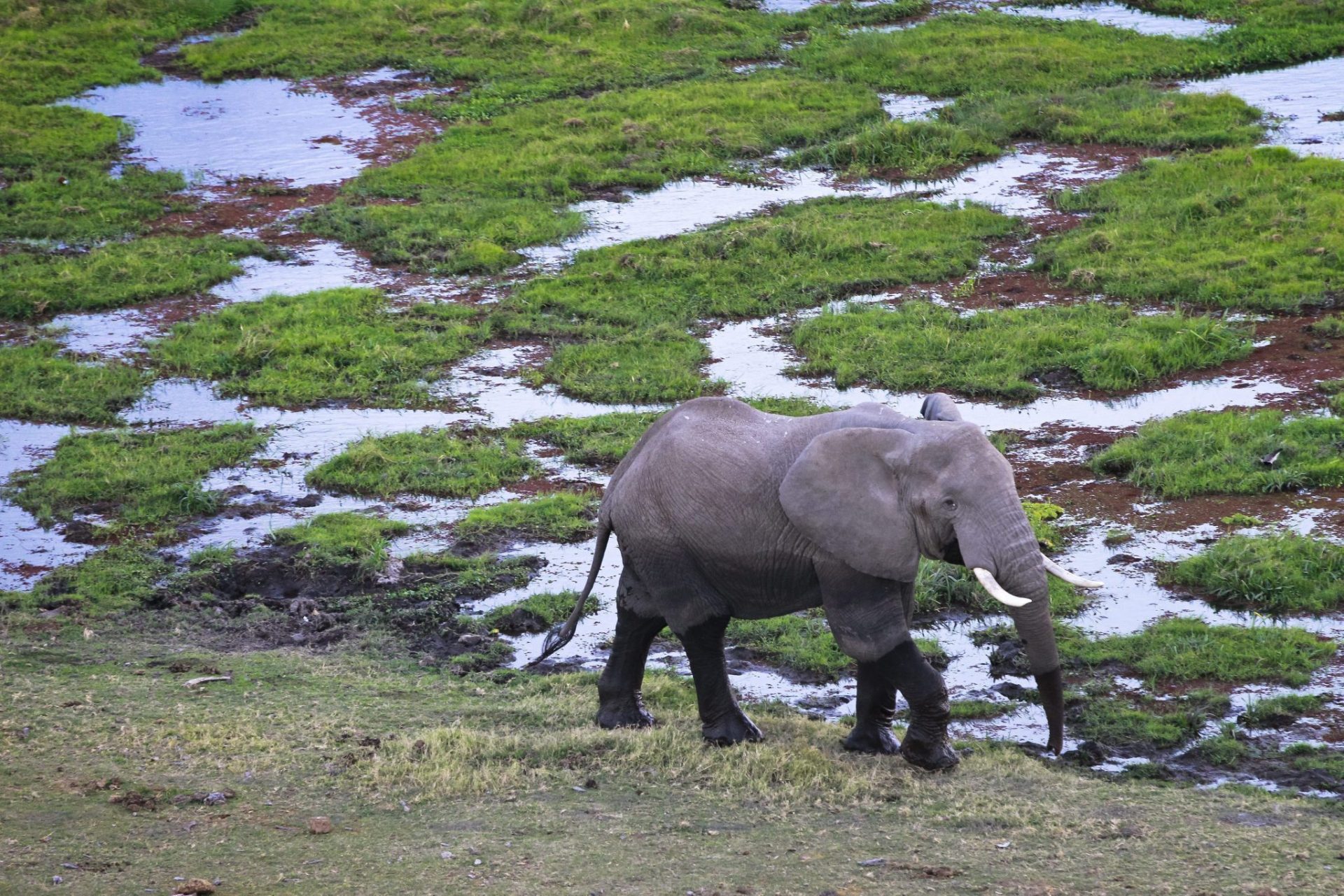 Un elefante cerca de una ciénaga.
