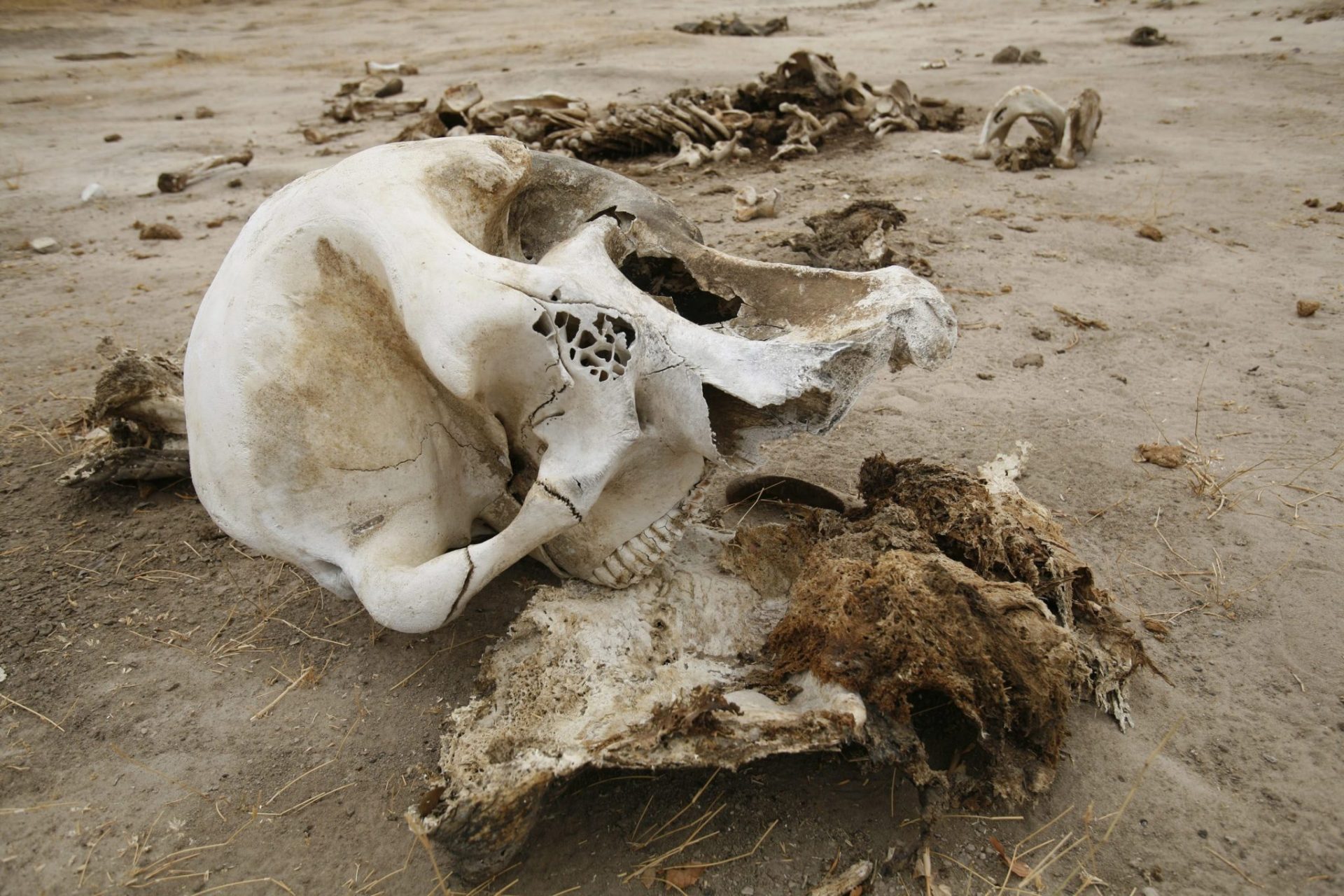 Calavera de un elefante muerto envenenado en el Parque Nacional de Hwange