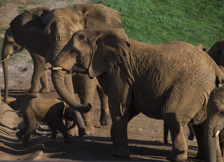 los-animales-de-cab-rceno-se-adue-an-de-su-parque-efe-verde