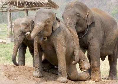 Un grupo de elefantes jóvenes recogidos en el Parque Natural de Elefantes, de Tailandia